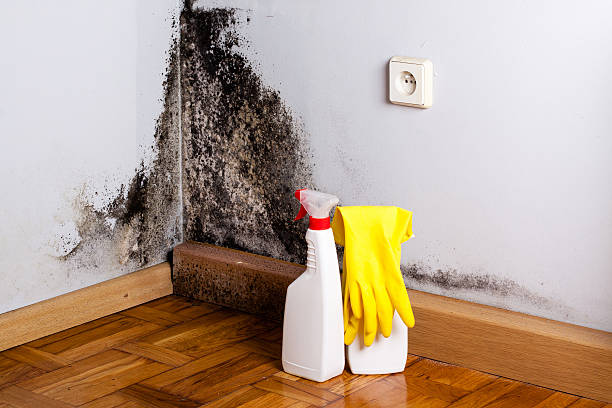 Attic Mold Removal in Andrews, SC