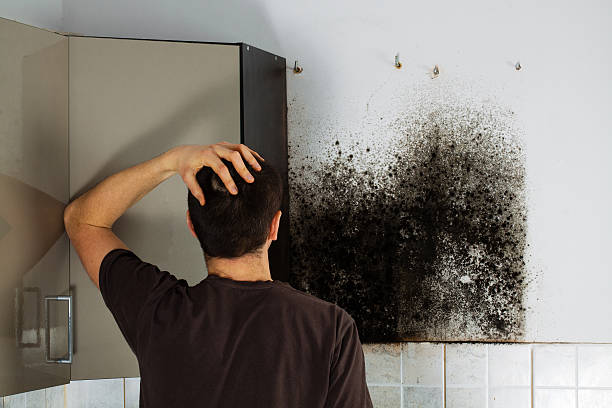 Best Residential Mold Removal  in Andrews, SC